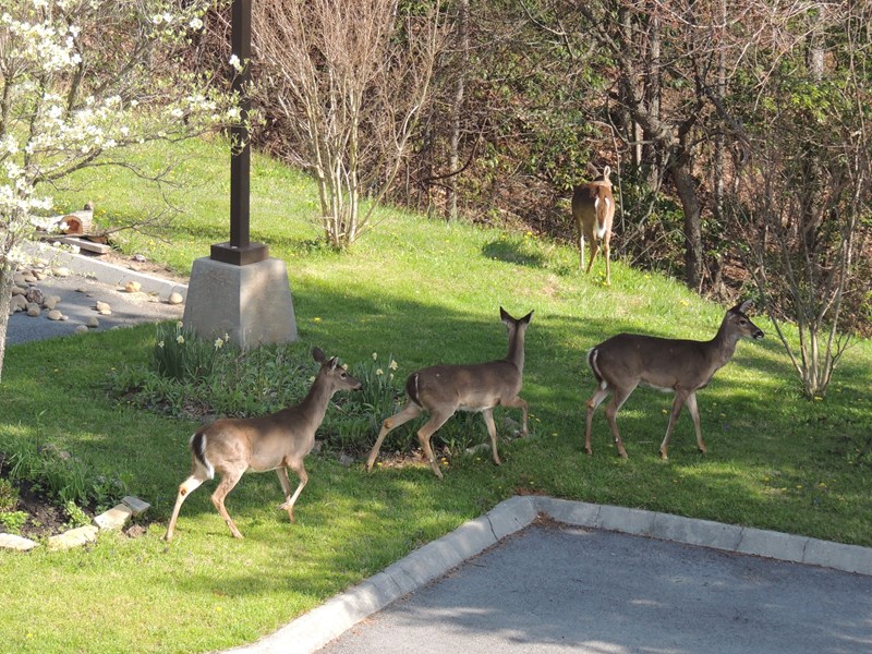Frequent visitors to our High Chalet grounds.