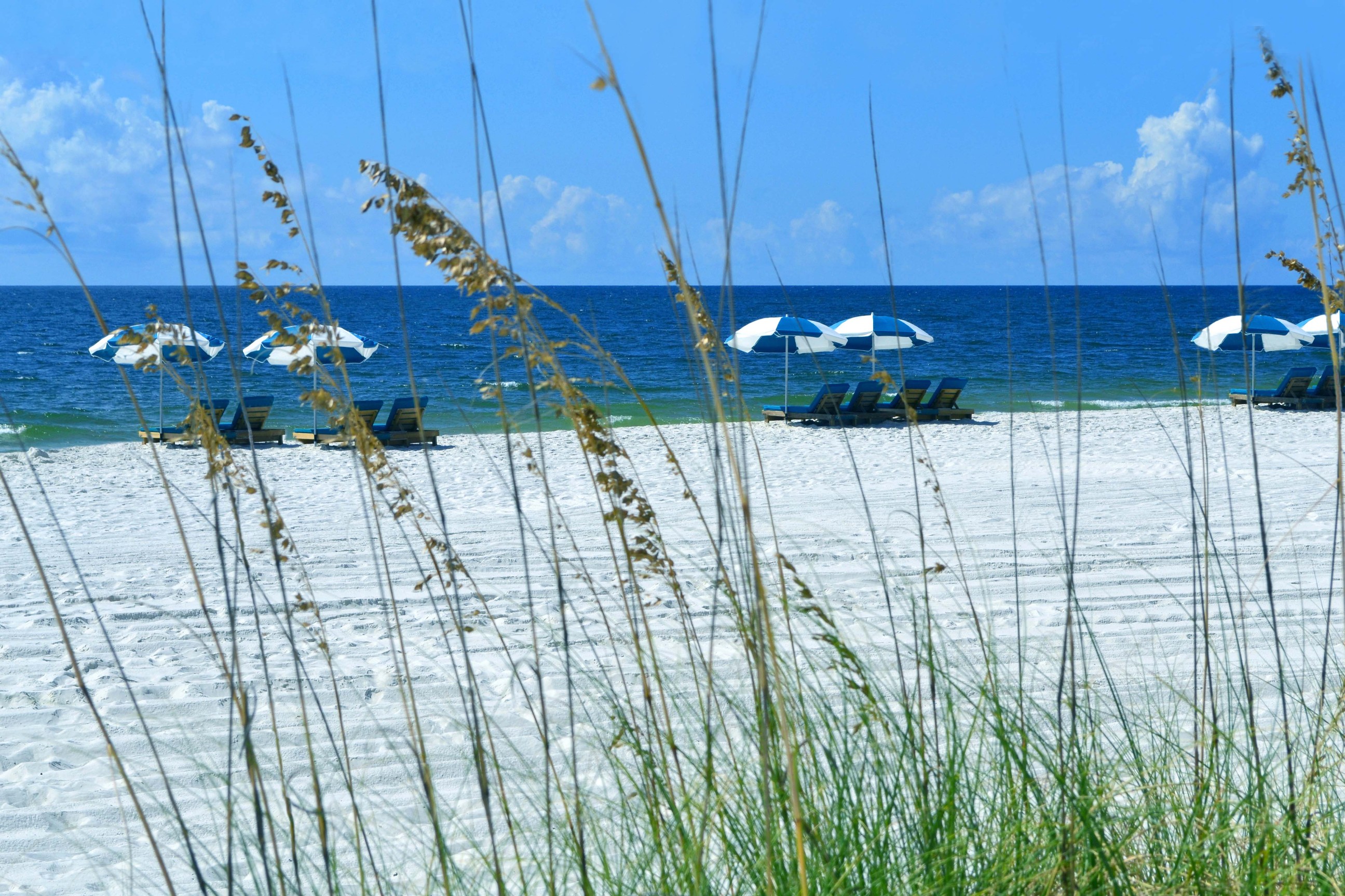 Dune grass and the soft white sand